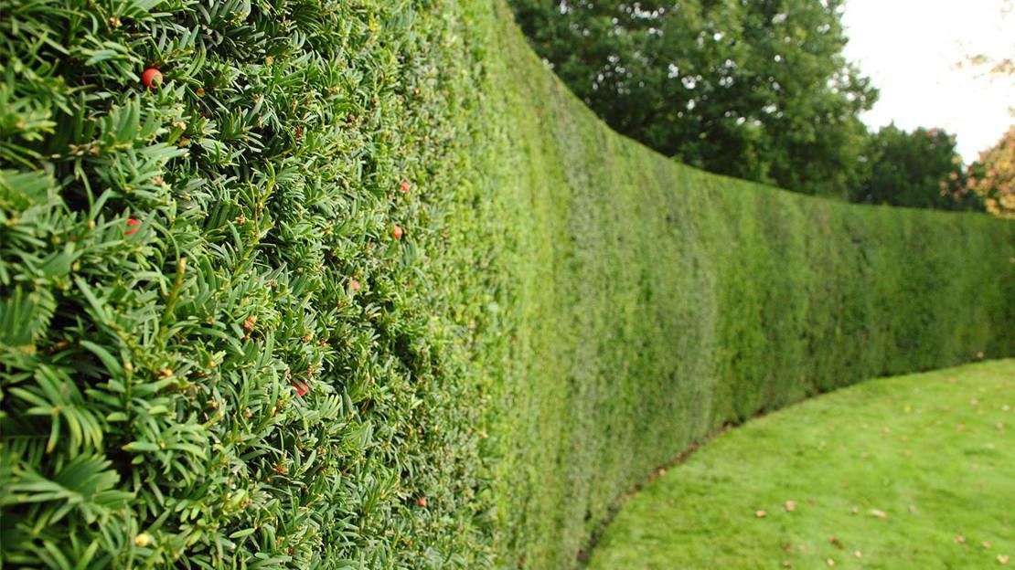 Hedge Trimming